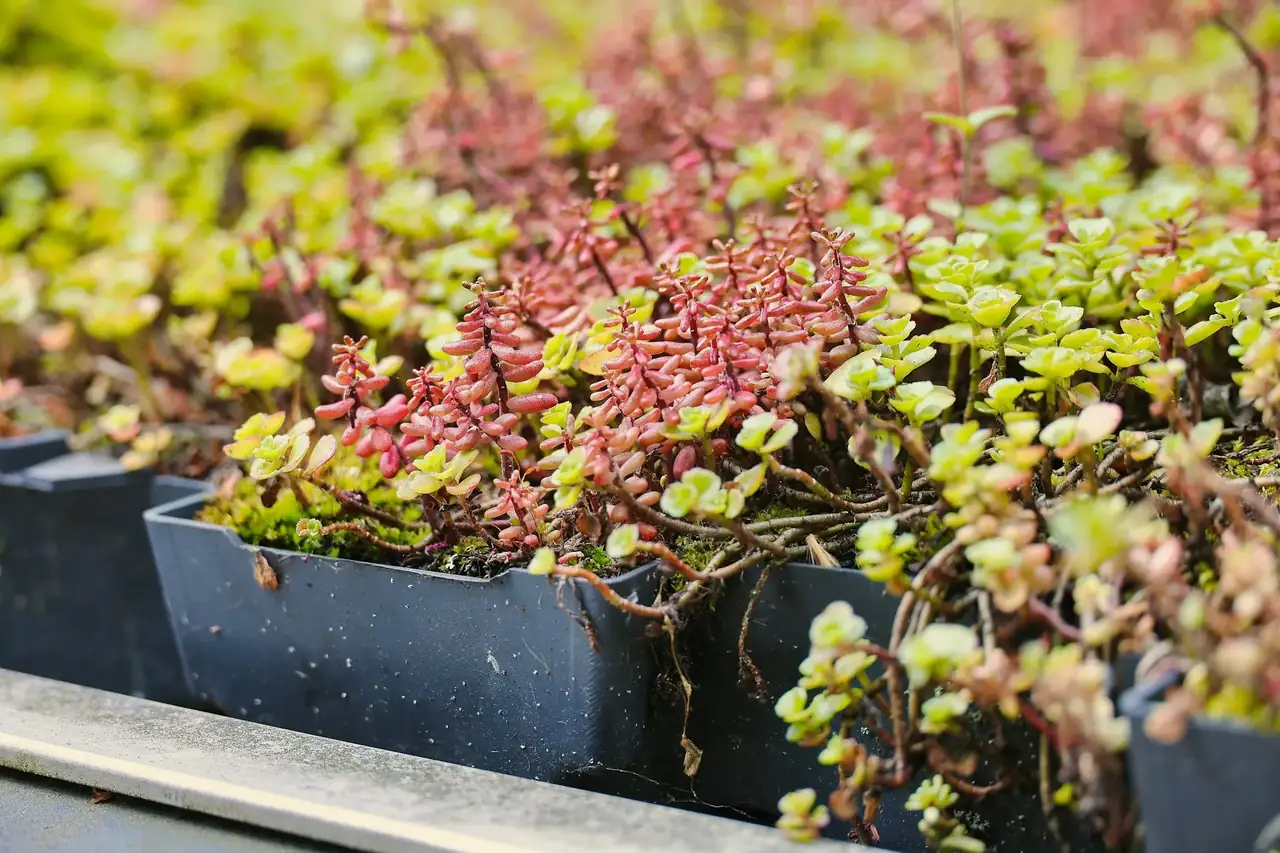 Gründach mit Sedum